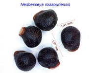 Neobesseya missouriensis.jpg